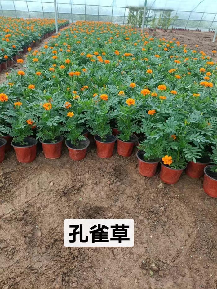 孔雀草