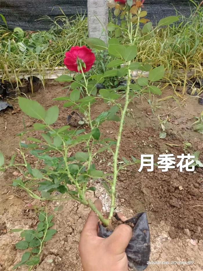 月季花